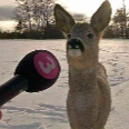 :103430deerinterview: