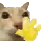 440591catwave animated GIF emoji - so /disgustful