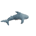 blahaj animated GIF emoji - 𝐿𝑜𝓈𝓉 4𝓇𝒸𝒽𝒾𝓋𝑒𝓈