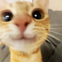 Cute_Cat Discord emoji