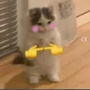 shy