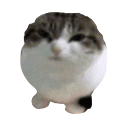 :104307catseal: