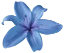 Blue_Flower