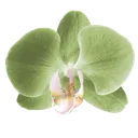 14_greenflower