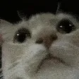 catConfused