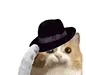 CatTip