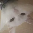 Kitten