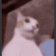cat_shocked_XP Discord emoji