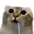 DrollingCat_XP Discord emoji