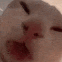 slurrpcat_XP Discord emoji