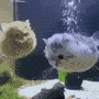 puffercat_XP Discord emoji