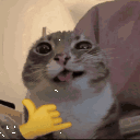partycat_XP Discord emoji
