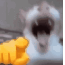 CatLaugh_XP Discord emoji