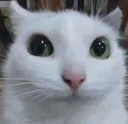 politecat_XP Discord emoji