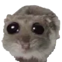 :Hamu6: