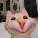 Gatooo