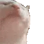 Beluga