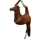 :crazyhorse:
