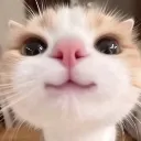 cute_cat