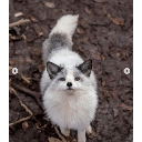 A fluffy white and gray fox looking directly upward with a sweet and curious expression.