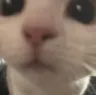 CattoStare Discord sticker | 📚 𝗧𝗛𝗘 𝗔𝗥𝗖𝗛𝗜𝗩𝗘𝗦 𝗢𝗙 𝗛𝗢𝗟𝗠𝗘