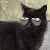 CattoSpecialAgentGlasses animated GIF emoji - 📚 𝗧𝗛𝗘 𝗔𝗥𝗖𝗛𝗜𝗩𝗘𝗦 𝗢𝗙 𝗛𝗢𝗟𝗠𝗘