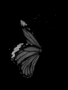 Butterfly wings displayed in a dark, grayscale aesthetic.