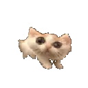 scaredy_cat