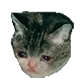 CatBeSad