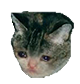 CatBeSad Discord Emoji from 𝙨𝙡𝙪𝙢𝙗𝙚𝙧🐇 18+🎃