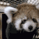 PandaJam animated emote from 𝙨𝙡𝙪𝙢𝙗𝙚𝙧🐇 18+🎃