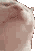 cat_foh_da_clout