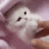 catkittypay