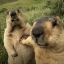 Two marmots posing for a close-up selfie in a grassy field.