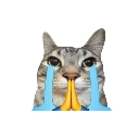 A cat with a sad expression and large blue tears streaming down its face while holding its paws together in prayer.