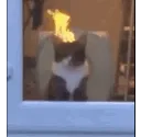 catmadburning