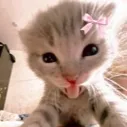 cutiee