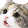 cat Discord emoji
