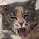 yawn