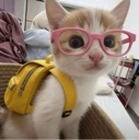 A white and ginger kitten wearing pink glasses and a small yellow backpack looking at the camera.