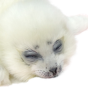 asleep