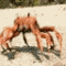 Crab dancing on a sandy beach surface.