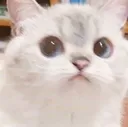 kitty_stare