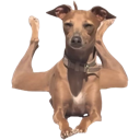 xdogsit Discord emoji