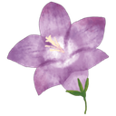 PFBellflower custom emote from ☆￣(＞。☆)