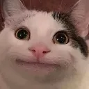 Pigcat