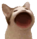 CatLaugh Discord emoji