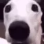 dog_shiver Discord emoji