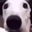 dog_shiver