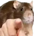 RatPoint